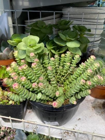 星乙女
前幾天路經一賣小盆栽的店子，看見盆上寫著「錢串錦」的植物，回家查看一下，原來又叫星乙女。星乙女的樣子像是一個個的銅板串在一起的模樣，因為陽光的作用，星乙女的外表便泛出一絲絲紅色的紅暈，樣子可愛...