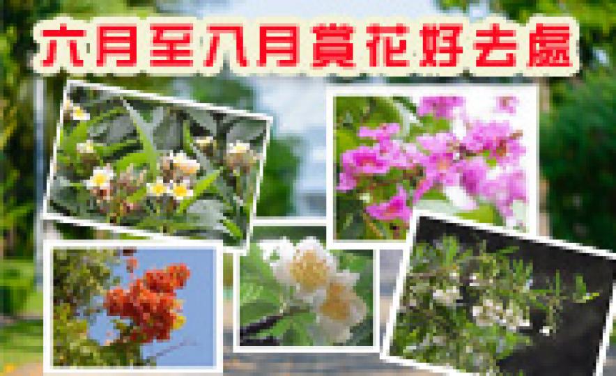 20170609_lcsd_summer_flower(185).jpg
