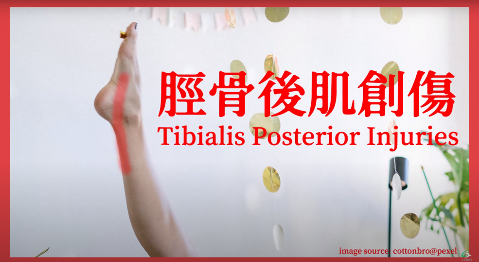腳跟痛之脛骨後肌創傷Tibialis Posterior Injury【傷患痛症系列】 腳跟痛之脛骨後肌創傷Tibialis Posterior Injury【傷患痛症系列】