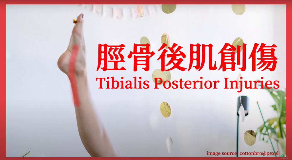 腳跟痛之脛骨後肌創傷Tibialis Posterior Injury【傷患痛症系列】