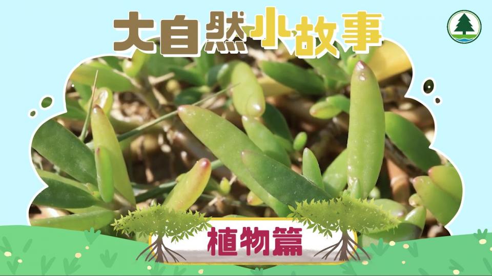 大自然小故事 - 【植物篇】 