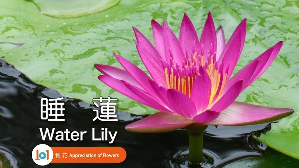 【賞花101】睡蓮