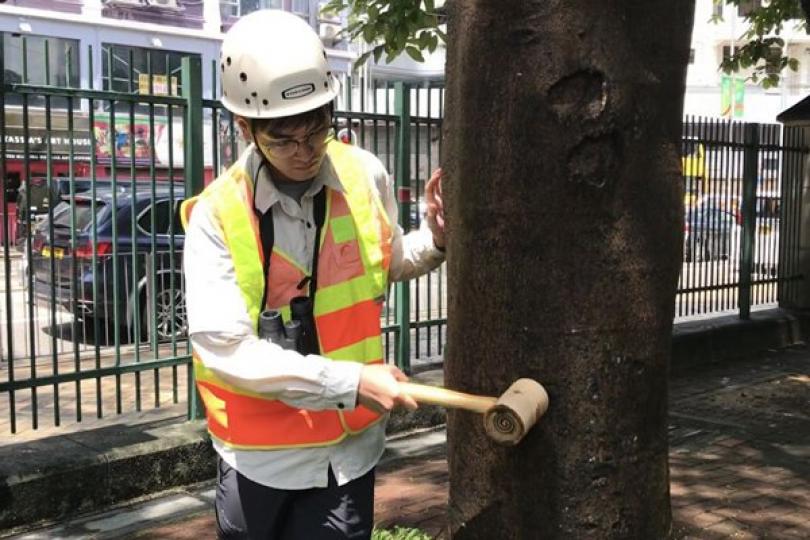 仔細評估: 檢查人員利用膠槌敲擊樹幹，評估樹木結構狀況，並以望遠鏡觀察較高枝幹和樹葉的生長情況。