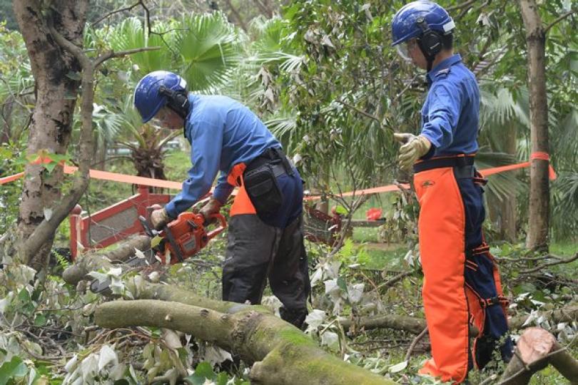 清理塌樹: 民安隊在圓墩營地進行訓練，人員使用鏈鋸鋸樹。