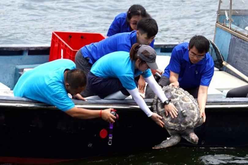 綠海龜重回大海