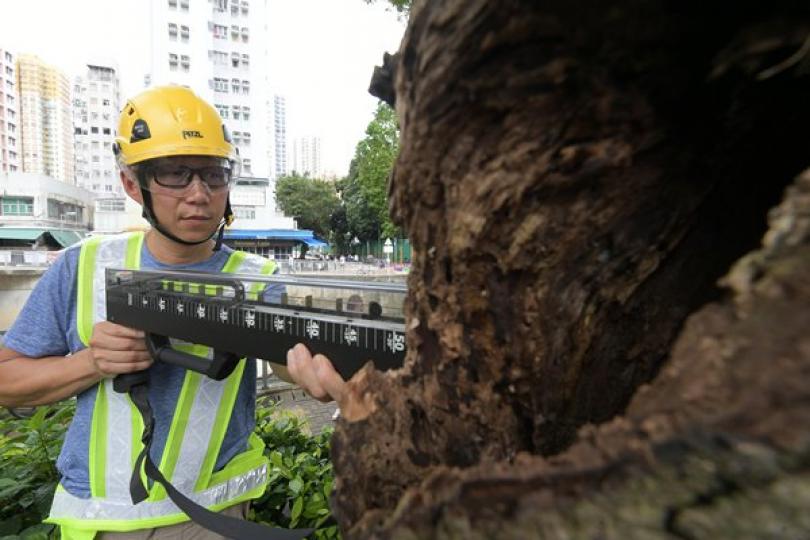 得心應手: 樹木檢查人員以微鑽阻力測試儀鑽入樹幹，測量木質密度和硬度，評估樹木健康狀況。