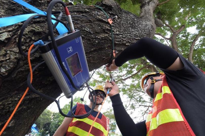 一窺全豹: 人員使用聲納探測儀檢查樹木，用鎚子輕敲植入樹身的金屬釘子，產生的聲波會傳送至相連的探測器，再經電腦整合數據，便能取得樹木切面密度的影像，從而透視樹幹內部情況。