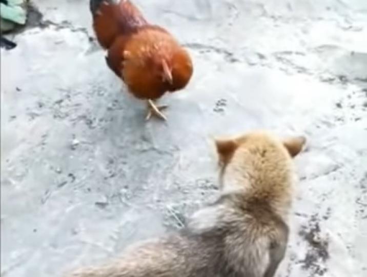 【趣怪動物】狗狗大戰公雞