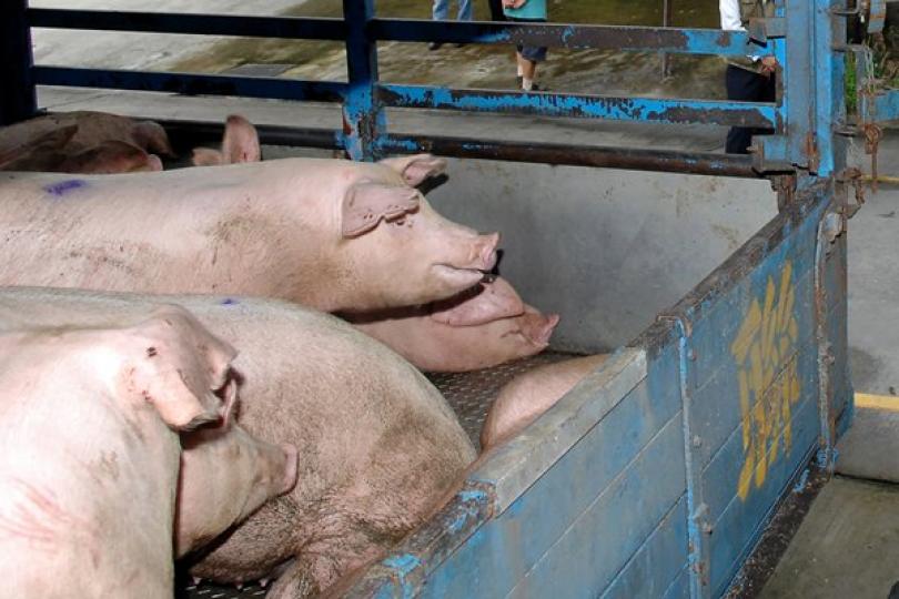 續與內地商討提高活豬供應量