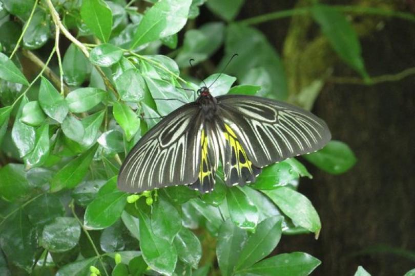 物種豐富:  貝澳擁有多種具生態價值的生境，如濕地、河溪、樹林等，生物多樣性豐富，當中有些物種較罕見，如金裳鳳蝶。