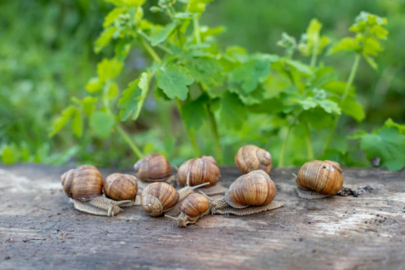【野生蝸牛🐌 切勿進食!】 【野生蝸牛🐌 切勿進食!】