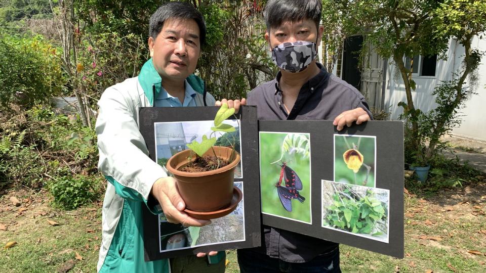 聶高信山擬建發射站　環團憂影響中華麝鳳蝶生態：品種極罕見