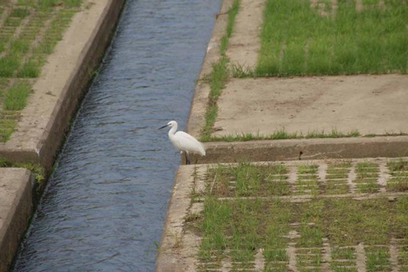 元朗排水繞道助減水浸風險