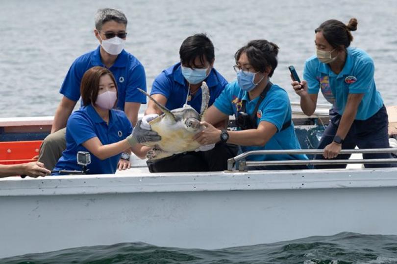 綠海龜重回大海 綠海龜重回大海
