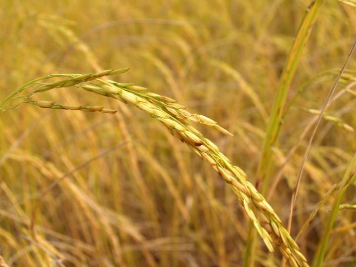 【健康焦點】避免引發糖尿上眼、糖尿足、心臟 | 六式簡易動作 提高心肺功能 | 床上玩手機致胸痛脊椎滑脫 【健康焦點】避免引發糖尿上眼、糖尿足、心臟 | 六式簡易動作 提高心肺功能 | 床上玩手機致胸痛脊椎滑脫
