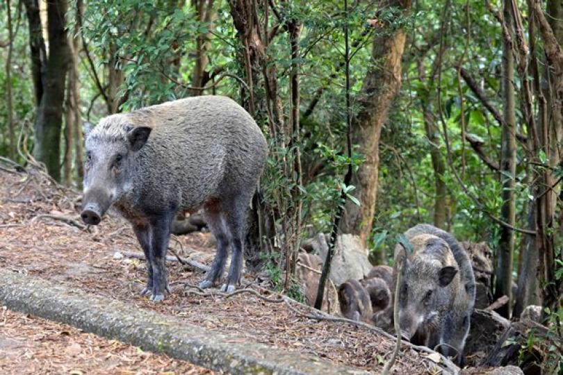 年底全港禁餵野生動物 年底全港禁餵野生動物