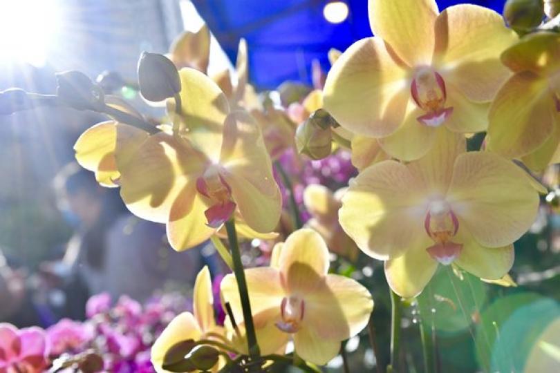 維園年宵競投首日租出120濕貨檔 維園年宵競投首日租出120濕貨檔