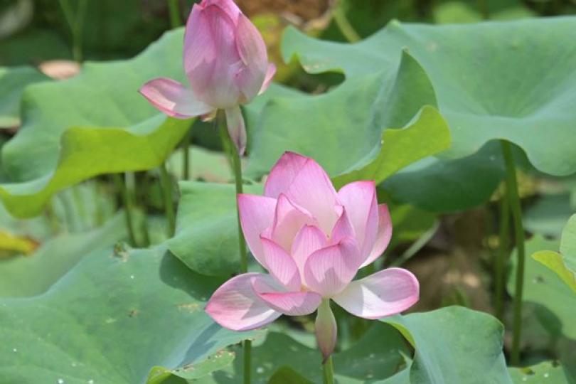賞花情報網站推出 賞花情報網站推出