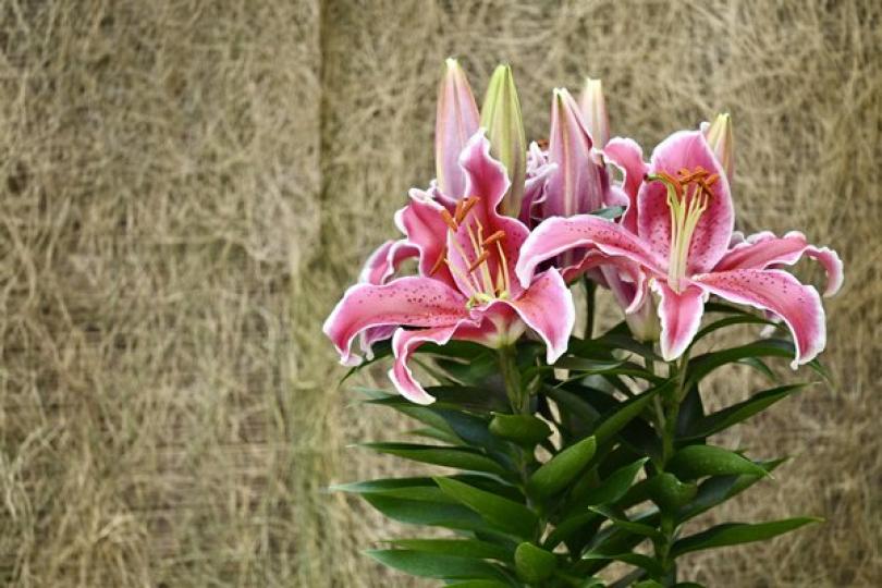 球根植物展下周起香港公園舉行 球根植物展下周起香港公園舉行