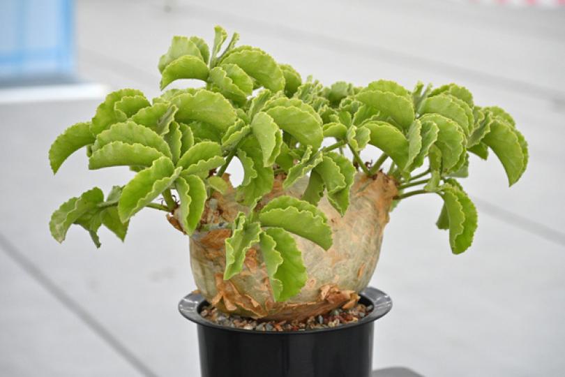 花展植物展品比賽得獎名單公布 花展植物展品比賽得獎名單公布
