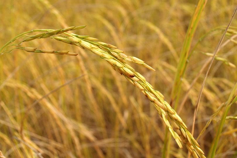 【健康焦點】滿口菌 食物「落錯格」招肺炎|中醫拆解水果屬性大不同 如何根據體質選擇?|中醫推介10種護腦食物 3招自測腦健康 【健康焦點】滿口菌 食物「落錯格」招肺炎|中醫拆解水果屬性大不同 如何根據體質選擇?|中醫推介10種護腦食物 3招自測腦健康