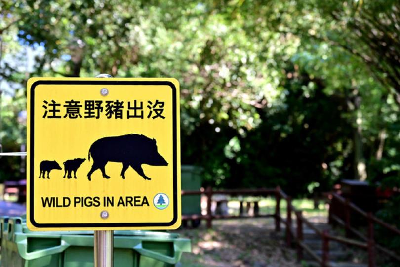 漁護署關注野豬傷人個案 漁護署關注野豬傷人個案