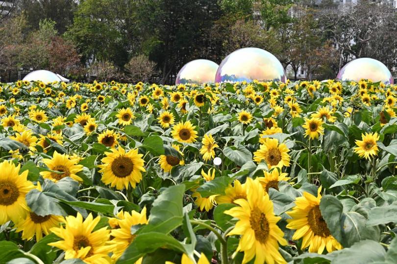 朝氣勃勃:  維園中央大草坪設向日葵花海。