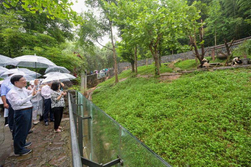 遠觀:  李家超和夫人（左一及二）探訪都江堰基地的大熊貓。