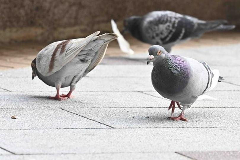 禁餵野鴿規定明日生效