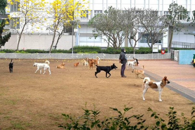 從內地進口貓狗檢疫安排優化 從內地進口貓狗檢疫安排優化