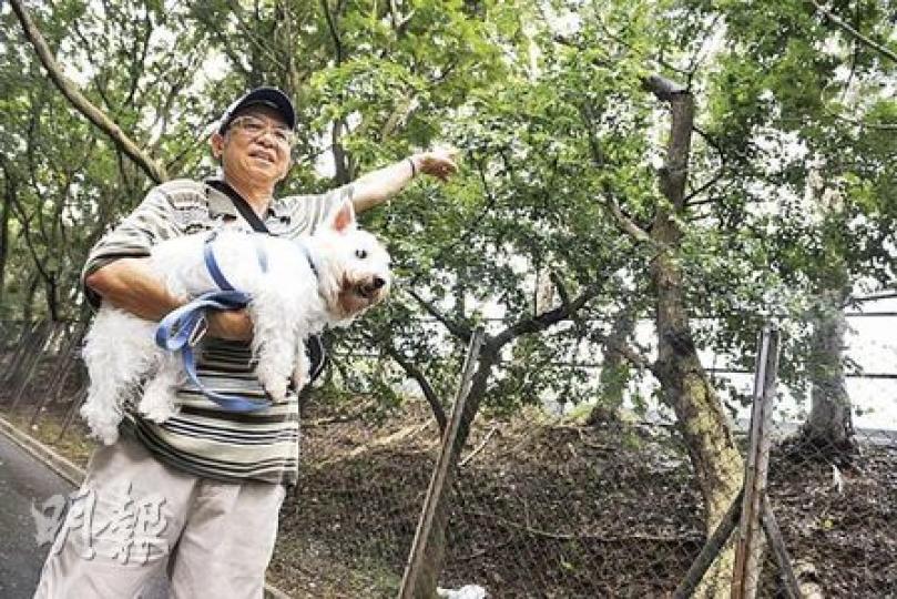 退休公務員胡先生帶記者往現場附近另一處斜坡，指其中一棵樹的樹幹頂部已折斷，壓在旁邊大樹，非常危險，但當局遲遲未有處理。（朱永倫攝）