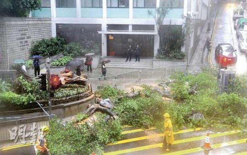 塌下的細葉榕根部發黑，已經腐爛。（余俊亮攝）