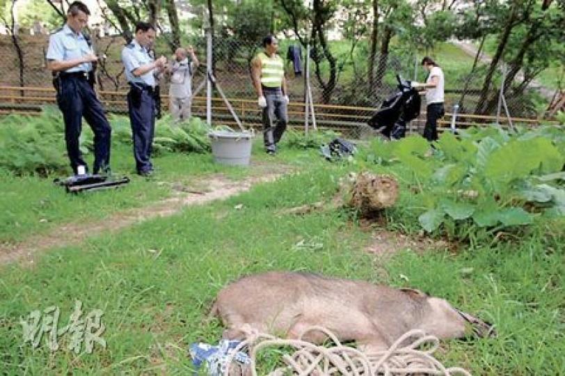 意外跌進水坑的野豬疑傷重身亡，其後由食環署職員將屍體檢走。（李銘攝）