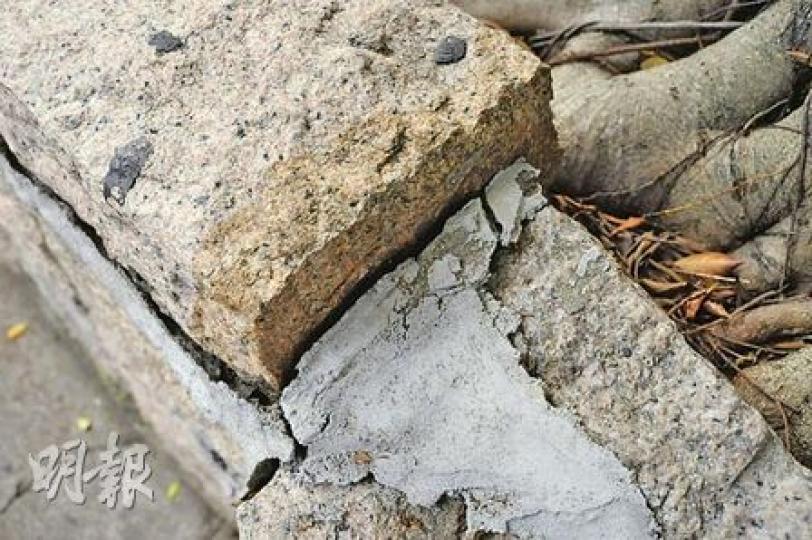 尖沙嘴栢麗大道部分古樹「迫爆」花槽，石塊現裂痕及有修補痕迹。（葉漢華攝）栢麗大道古樹長年生長在狹小花槽內，部分大樹的氣根跨過花槽生長，抵達地面。（葉漢華攝）栢麗大道兩旁共有約30棵古樹，極為珍貴，但幾乎所有大樹都種在狹窄花槽內。（葉漢華攝）