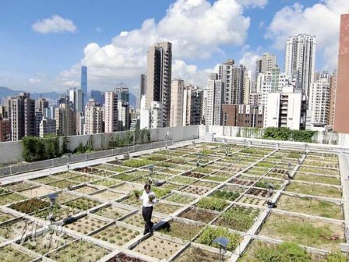 港大地理系講座教授詹志勇在港大圖書館的天台進行大規模的天台花園研究，希望找出哪種植物最適合綠化天台。（馬耀森攝）