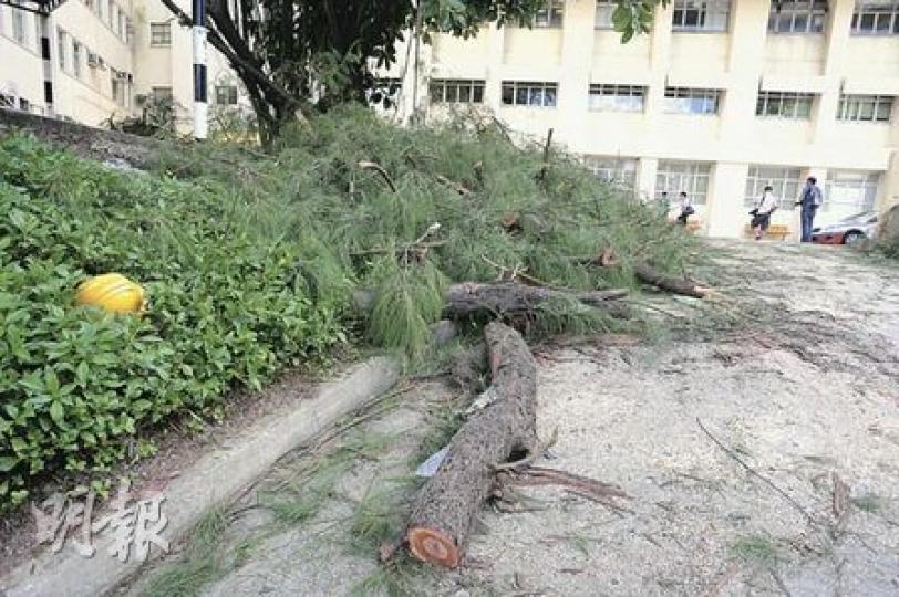 工人在葛量洪醫院鋸樹時，被彈起的樹椏擊中受傷，傷者的安全帽事後仍留在現場。（樊銳昌攝）
