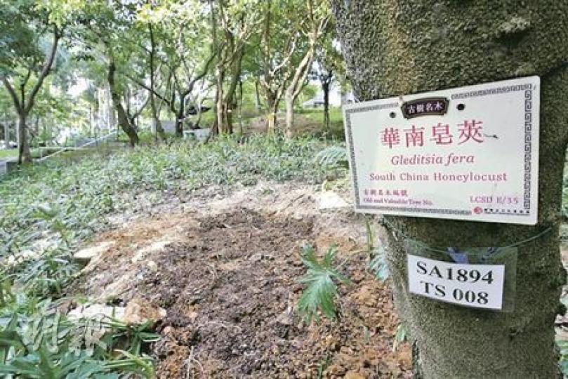 康文署移除維園一棵華南皂莢，斜坡上仍有3棵相同品種樹木。（郭慶輝攝）