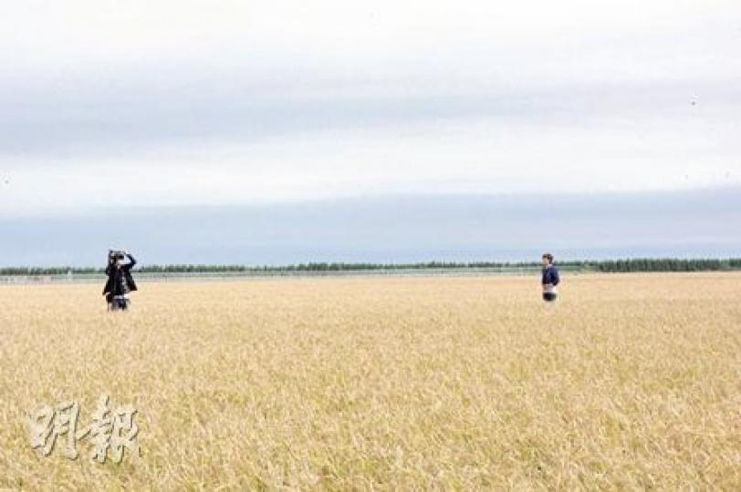 一望無垠、稻浪滔滔的二道河農場萬畝大地號，亦吸引了本港電視台記者置身其中拍攝。（王艷喆攝）