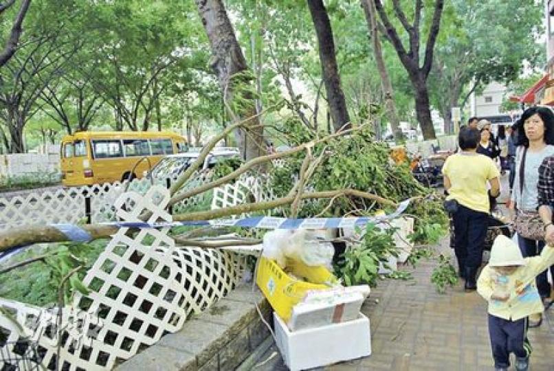 上水智昌路一截7米長樹椏昨午跌墜至行人路上，打中老婦及幼童，幸兩人僅受輕傷，街坊事後將樹椏移至花槽，等待當局派員處理。（梁琬珊攝）