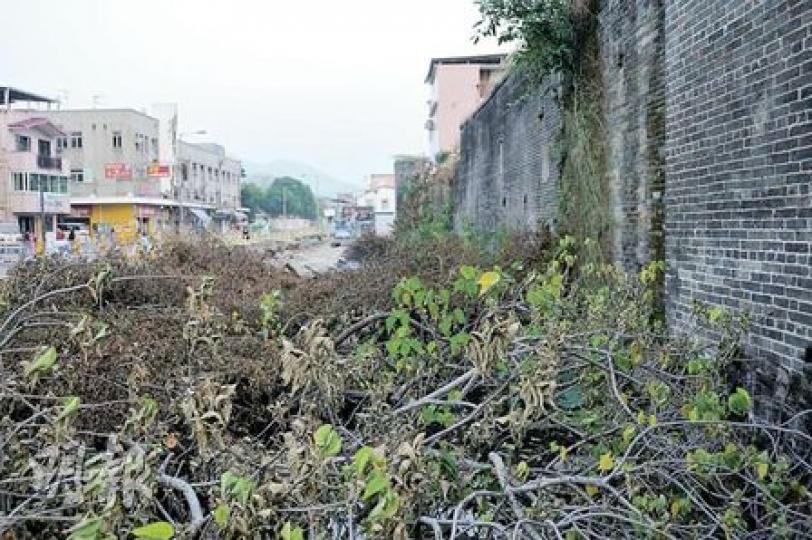 昔日護城河旁種植的一列約20棵的大樹，記者昨日所見已全遭斬下，只遺下一堆樹幹，面目全非。（葉漢華攝）