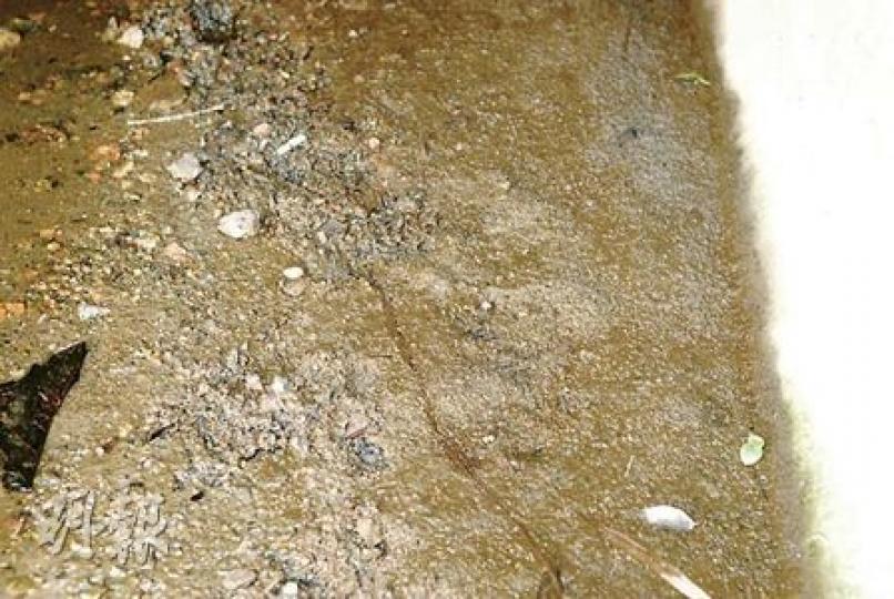 平原河渠口水邊泥土發現懷疑鱷魚足印。(何朝財攝)漁護署人員昨日兩度到坪輋村視察,沿村明渠及平原河搜尋鱷魚蹤迹,但暫未有發現。(梁珮珊攝) 平原河渠口水邊泥土發現懷疑鱷魚足印。(何朝財攝)漁護署人員昨日兩度到坪輋村視察,沿村明渠及平原河搜尋鱷魚蹤迹,但暫未有發現。(梁珮珊攝)
