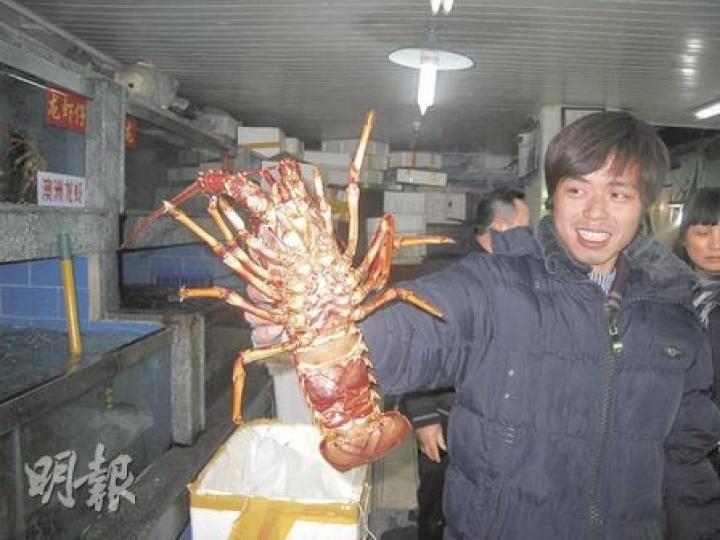 時代瑞豐批發部的陳先生,昨日近百隻龍蝦兩小時售光,下午5時再獲一批澳洲龍蝦,欣喜不已。(劉洪慶攝) 時代瑞豐批發部的陳先生,昨日近百隻龍蝦兩小時售光,下午5時再獲一批澳洲龍蝦,欣喜不已。(劉洪慶攝)