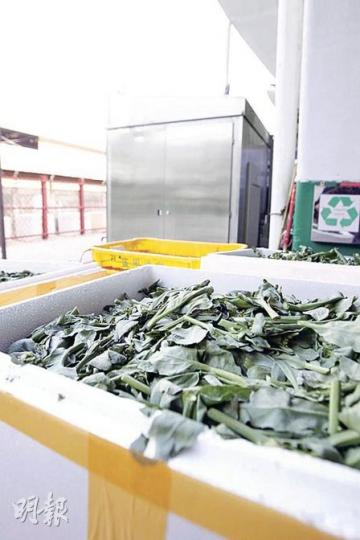 這些綠油油的蔬菜,其實是業界俗稱的「打更菜」。記者採訪當日,便見到有數十箱「芥蘭頭」要送入廚餘機(後)。(陳智良攝)蔬菜統營處每日蔬菜交易量逾400公噸,部分蔬菜運送途中變壞,賣不出的菜頭枯葉會由廚餘機處理。(陳智良攝)經過廚餘機處理,剩菜便變成灌溉用的營養液。菜統處發現,將營養液存放約一星期效果更佳。(陳智良攝) 這些綠油油的蔬菜,其實是業界俗稱的「打更菜」。記者採訪當日,便見到有數十箱「芥蘭頭」要送入廚餘機(後)。(陳智良攝)蔬菜統營處每日蔬菜交易量逾400公噸,部分蔬菜運送途中變壞,賣不出的菜頭枯葉會由廚餘機處理。(陳智良攝)經過廚餘機處理,剩菜便變成灌溉用的營養液。菜統處發現,將營養液存放約一星期效果更佳。(陳智良攝)