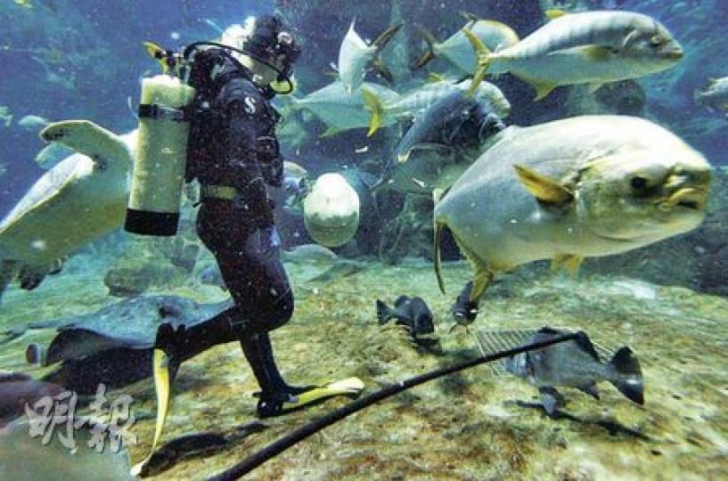 潛水員最後一次到「海洋館」的水底餵飼海洋生物，即時吸引很多魚游到其身旁，享用牠們在這裏的「最後一餐」。（林振東攝）