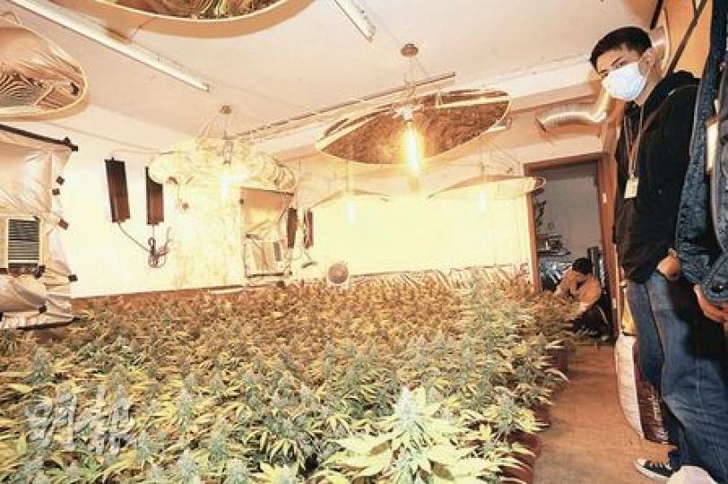 警方昨日在元朗搗破大麻種植場,檢獲約600株大麻苗,估計若全部製成毒品,市值達240萬元。(樊銳昌攝)行動中,探員在大麻種植場內拘捕兩名涉案男子。(樊銳昌攝) 警方昨日在元朗搗破大麻種植場,檢獲約600株大麻苗,估計若全部製成毒品,市值達240萬元。(樊銳昌攝)行動中,探員在大麻種植場內拘捕兩名涉案男子。(樊銳昌攝)