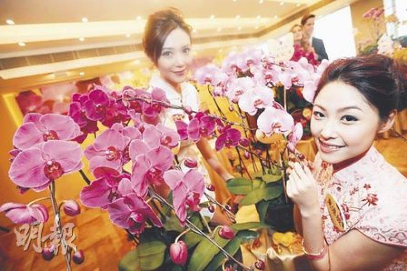 「蘭花大王」楊小龍今年培植出多款蘭花新品種,其中直徑達15厘米的「紅粉妃菲」(右方)貴氣逼人,「安得魯公主」(左方)在陽光下會散發幽香。(朱永倫攝) 「蘭花大王」楊小龍今年培植出多款蘭花新品種,其中直徑達15厘米的「紅粉妃菲」(右方)貴氣逼人,「安得魯公主」(左方)在陽光下會散發幽香。(朱永倫攝)