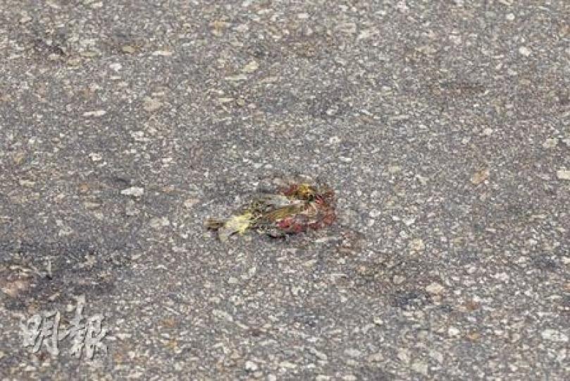 最少22隻白頭鵯（俗稱白頭翁）橫屍街頭，其中更有雀屍遭途經車輛輾扁。（屈俊樂攝）食環署外判承辦商穿起保護袍，將在觀塘鴻圖道撞死的雀屍檢走，並在雀屍附近噴消毒藥水。（黃雄攝）