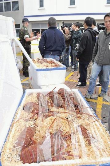 水警共檢獲158箱走私海鮮，包括大量鮮活龍蝦。（林錫禮攝）