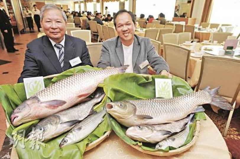 就記魚場負責人黎來就(左)及楊氏水產有限公司執行董事楊瑞良(右)展出他們漁場出產的有機烏頭、鯇魚及大頭魚,有機魚糧成本比普通的高出3倍,售價也較貴。(尹錦恩攝) 就記魚場負責人黎來就(左)及楊氏水產有限公司執行董事楊瑞良(右)展出他們漁場出產的有機烏頭、鯇魚及大頭魚,有機魚糧成本比普通的高出3倍,售價也較貴。(尹錦恩攝)