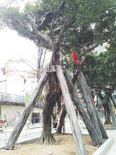 何文田愛民邨去年有榕樹倒塌後,房署為邨內7棵樹進行加固工作,還首次引入美化支架物料,將鐵支架包上假樹皮和貼上氣根。(明報記者攝)漁灣邨有樹木以一條柱支撐,並以鐵圈環着樹幹(圖),詹志勇指「外國無人這樣做」。(朱永倫攝) 何文田愛民邨去年有榕樹倒塌後,房署為邨內7棵樹進行加固工作,還首次引入美化支架物料,將鐵支架包上假樹皮和貼上氣根。(明報記者攝)漁灣邨有樹木以一條柱支撐,並以鐵圈環着樹幹(圖),詹志勇指「外國無人這樣做」。(朱永倫攝)